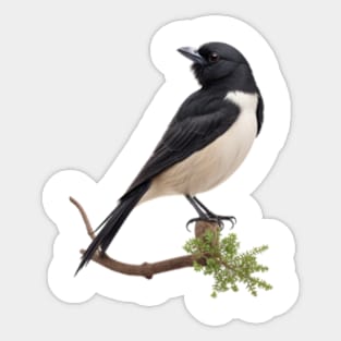 Australian Butcherbird Sticker